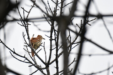 Brown Thrasher perched on a branch
