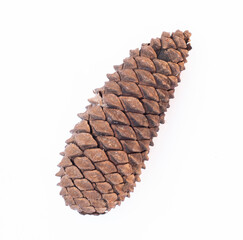 close up pine cones isolated white background