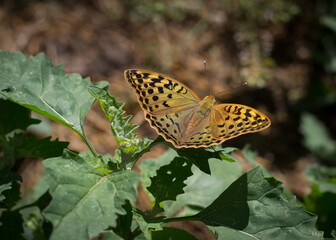 butterfly on leaf