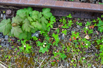 leaves in the garden