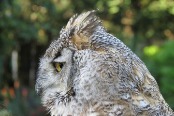 Eurasian eagle-owl bird animal