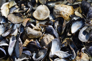 Macro image of empty shells left by an Oyster Catcher at the beach at Arisaig the Scottish Highlands