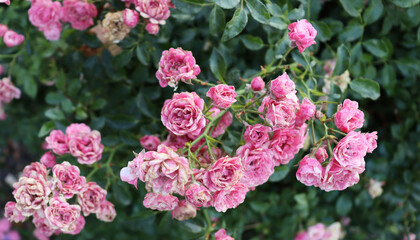 Beautiful background with leaves and flowers. Natural floral wallpaper