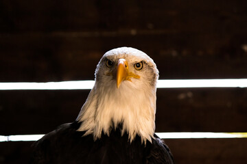 american bald eagle