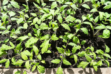 Many green tomato plants in seedling tray on the windowsill grown for the garden.