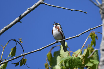 Chesnut-sided Warbler singing under a clear blue sky, perched on a branch