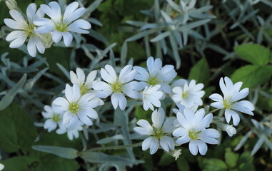 Bright Snow-in-Summer Flowers