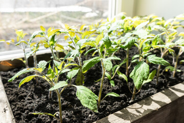 Many green tomato plants in seedling tray on the windowsill grown for the garden.