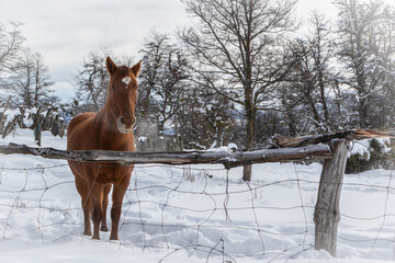 Caballo