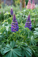 Purple flowering garden lupins (Lupinus polyphyllus)