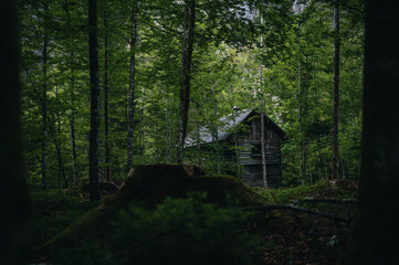 cabin in the woods Austria - Upper Austria - Salzkammergut