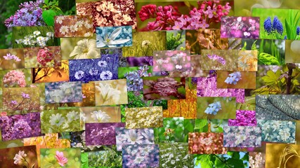 Kwiaty i rośliny w kolorowym kolażu - obrazy, fototapety, plakaty