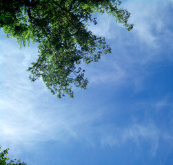 Cielo primavera con rama de un arbol