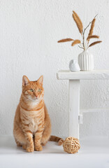 Room interior with red cat sitting neare old bench, flower vase, plant and decorationsand.