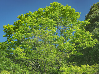 三重県 湯の山温泉 大石公園