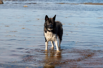Dog running through water and jumping on the beach having fun. Laika