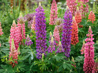 Pink and purple garden lupine flowers (Lupinus polyphyllus)