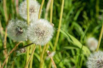 Organic dandelion close-up devil feather