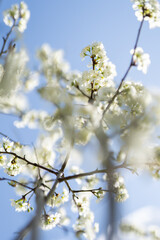 Obraz premium tree blossom