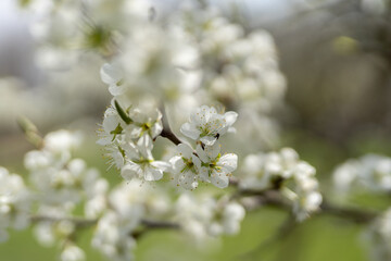 white cherry blossom