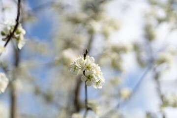 white cherry blossom