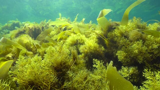 Brown algae seaweeds underwater in the ocean, Cystoseira baccata and kelp Saccorhiza polyschides, Atlantic, Spain, Galicia