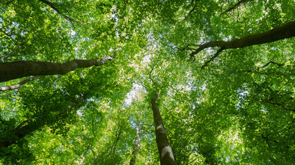 green tree leaves shooting up in the sun