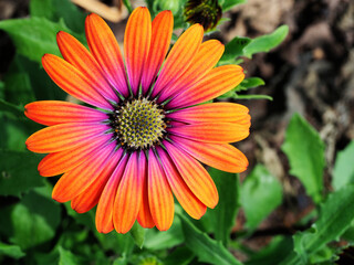 Farbenfrohe Blüten vom Kapkörbchen