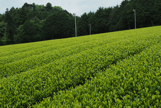 三重県 茶畑