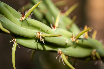 close up of a cactus