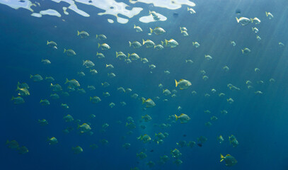 Fototapeta na wymiar Schools of fish in rays of light