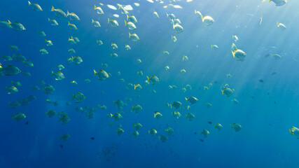 Obraz na płótnie Canvas Schools of fish in rays of light