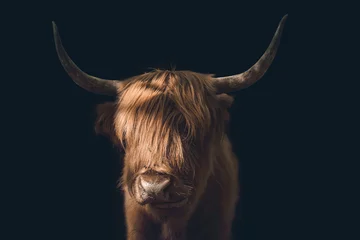 Photo sur Aluminium brossé Highlander écossais vache écossaise des Highlands