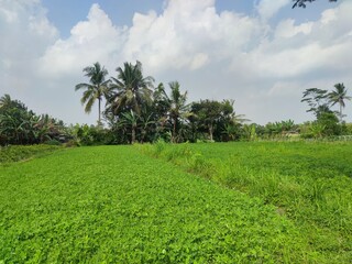 Peanuts growing in a field