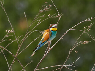 European bee-eater, Merops apiaster, near Xativa, Spain