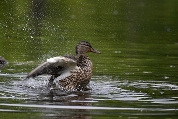 Blue-winged Teal taking a bath in a marsh
