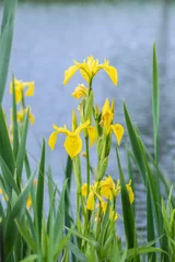 Poster Im Rahmen Bloomimg yellow iris (Iris pseudacorus) at a pond. © Amalia Gruber