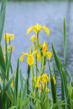 Bloomimg yellow iris (Iris pseudacorus) at a pond.