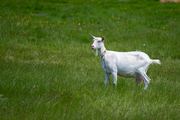 Naklejka na ściany i meble beautiful white goat connected to the chain on a sunny summer day grazing in a green dandelion meadow.