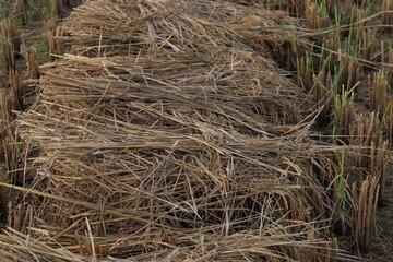 ripe paddy farm on field