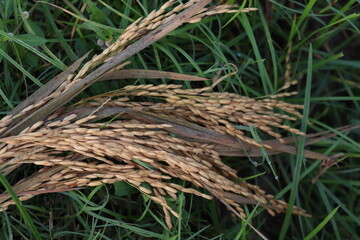 ripe paddy farm on field