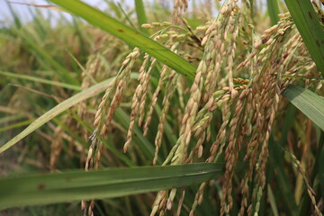 ripe paddy farm on field