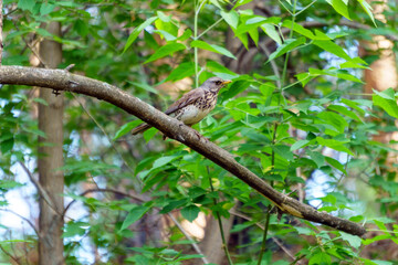 Fieldbird Turdus pilaris sits on a tree branch. Close-up. Bird thrush family Turdidae