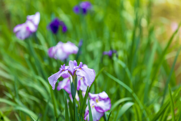 紫の菖蒲の花と菖蒲園