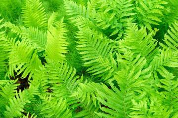 background of fern plants. Summer background, texture, selective focus