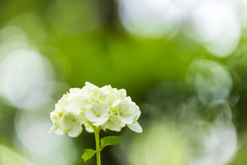 白くてかわいいアジサイと玉ボケの背景