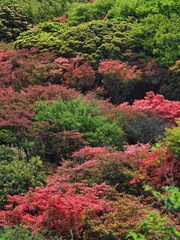 三重県 青山高原 アセビとツツジ