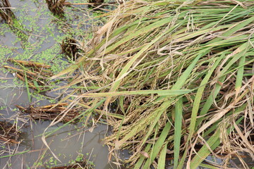 ripe paddy farm on field