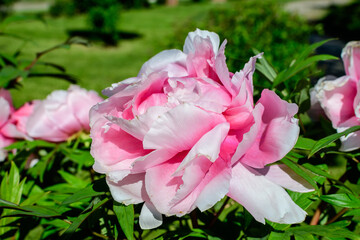 Bush with one large delicate pink peony flowers in direct sunlight, in a Scotish garden in a sunny spring day, beautiful outdoor floral background photographed with selective focus.