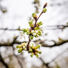 Printemps au Parc de Bercy